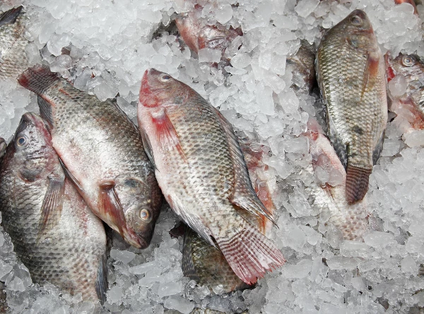 India's Frozen Fish Export Plummeted to $20M in October 2023